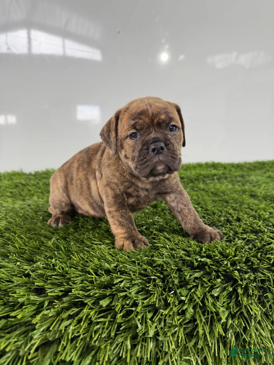 Olde English Bulldogge dogs for sale: Tilly - Ad 2