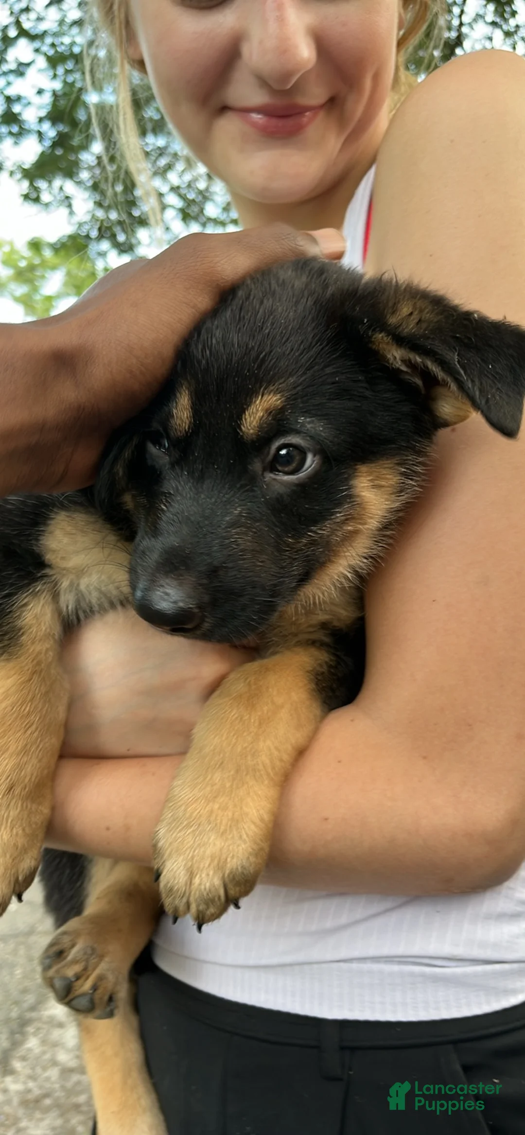 German Shepherd dogs for sale: German Shepherd 1 - Ad 2