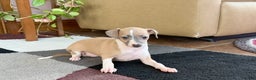 Italian Greyhound dogs for sale: Trina - Ad 5