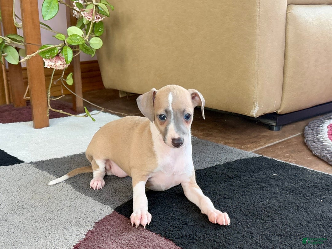 Italian Greyhound dogs for sale: Trina - Ad 5