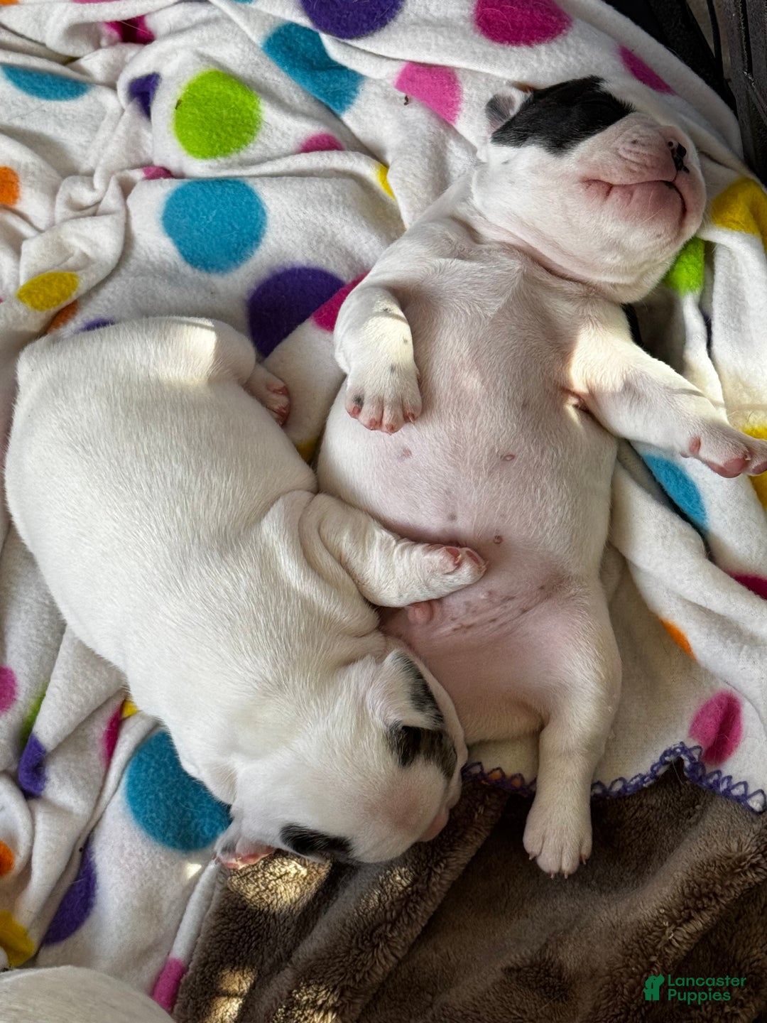 French Bulldog dogs for sale: French Bulldog Puppy 2 “Whisp” - Ad 9