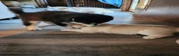 Alaskan Malamute dogs for sale: Meet Hex, she is a red white akc Alaskan malamute female. Lovable and fun to play with.  - Ad 19