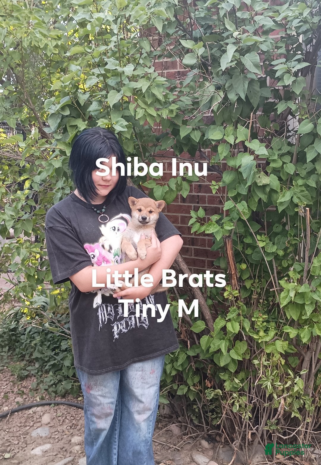Shiba Inu dogs Tiny RM - Ad 2