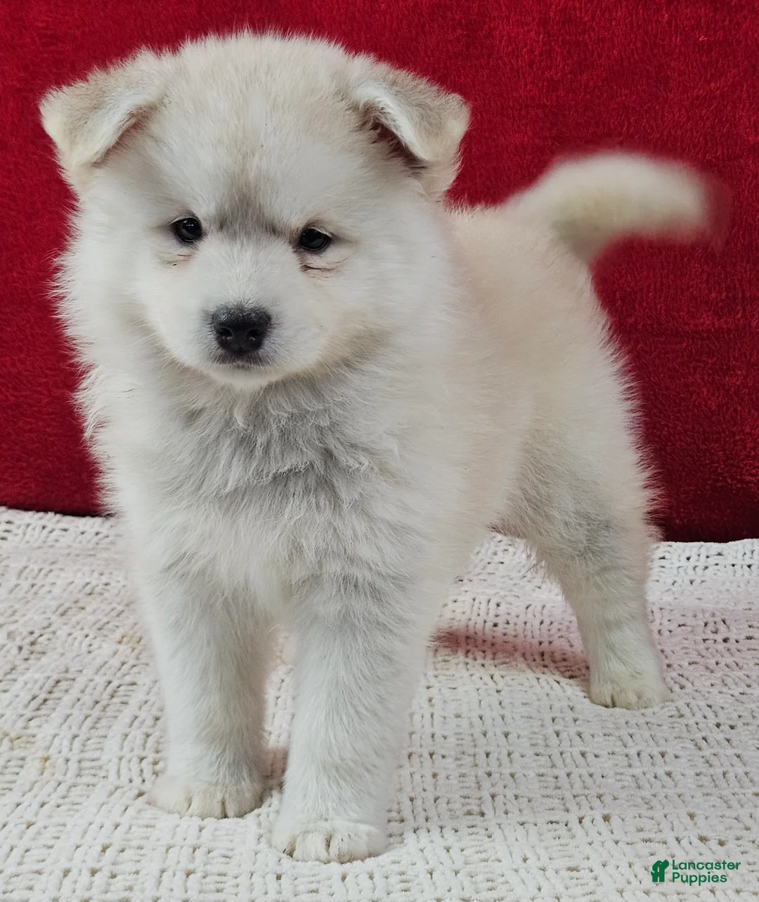 Pomsky dogs for sale: Latte - Ad 1