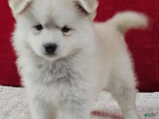 Pomsky dogs Latte - Ad 15