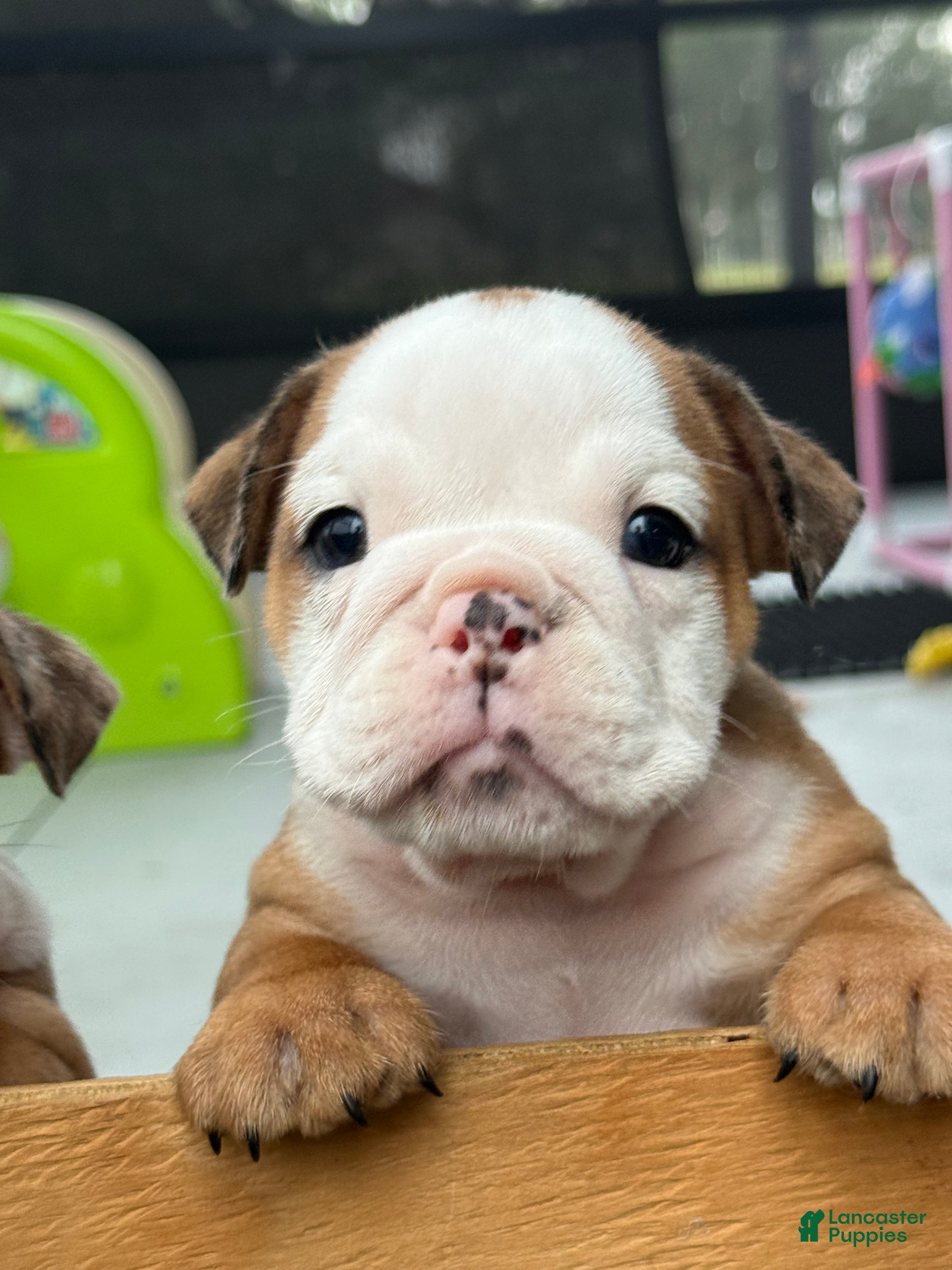 English Bulldog dogs Madam Daisy Duke of Bulldogs Inc. - Ad 2