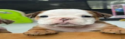 English Bulldog dogs for sale: Madam Daisy Duke of Bulldogs Inc. - Ad 2
