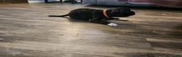 Frenchton dogs for sale: Dewey  - Ad 3