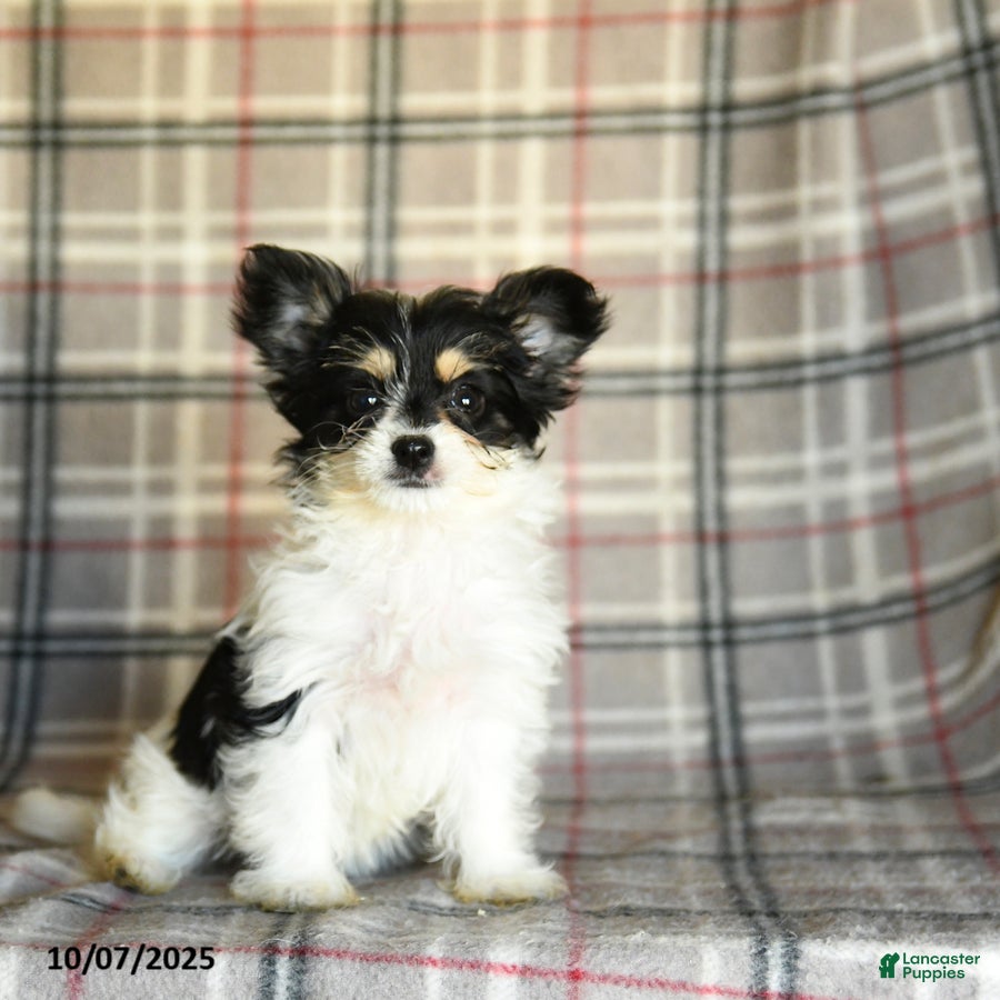 Morkie dogs Heidi - Ad 26