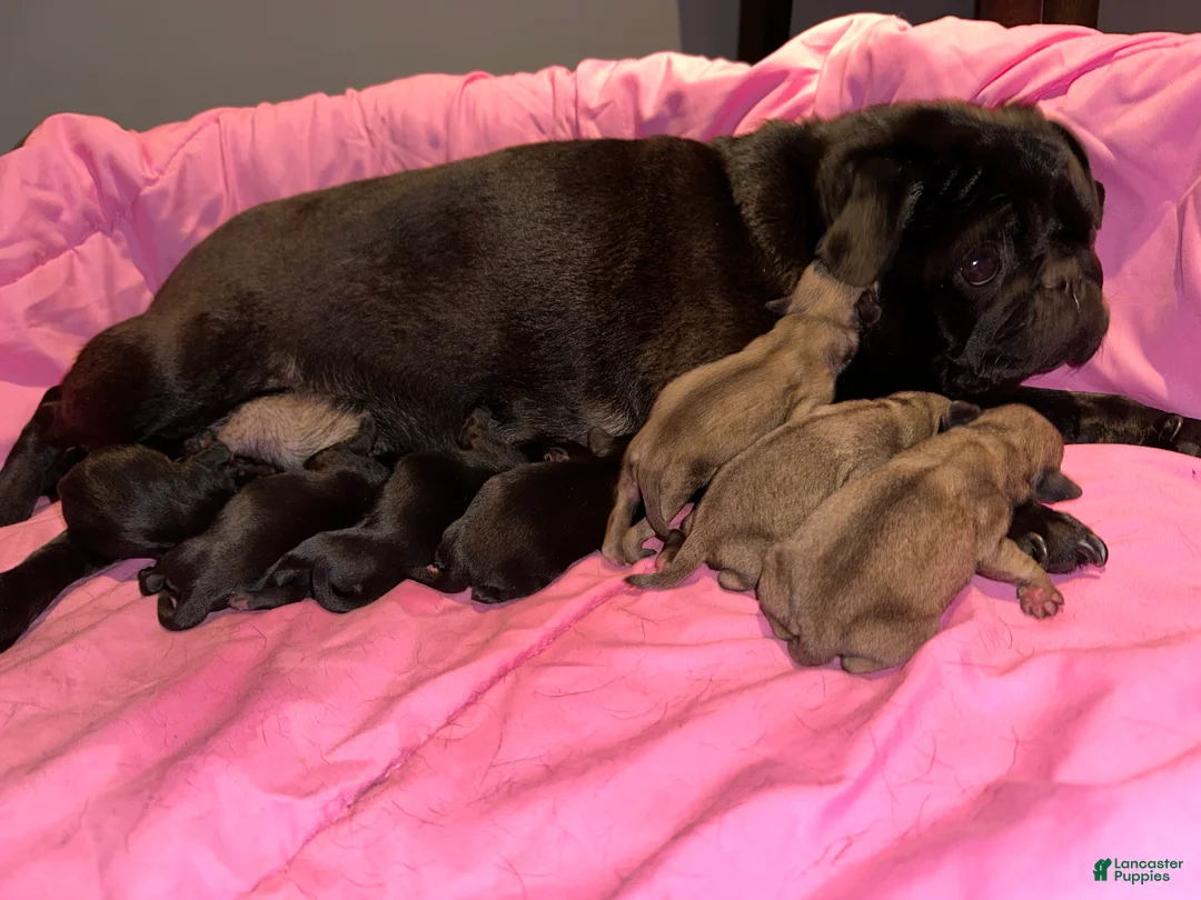 Pug dogs for sale: Jack  - Ad 1