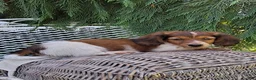 Miniature Dachshund dogs for sale: Champ - Ad 4