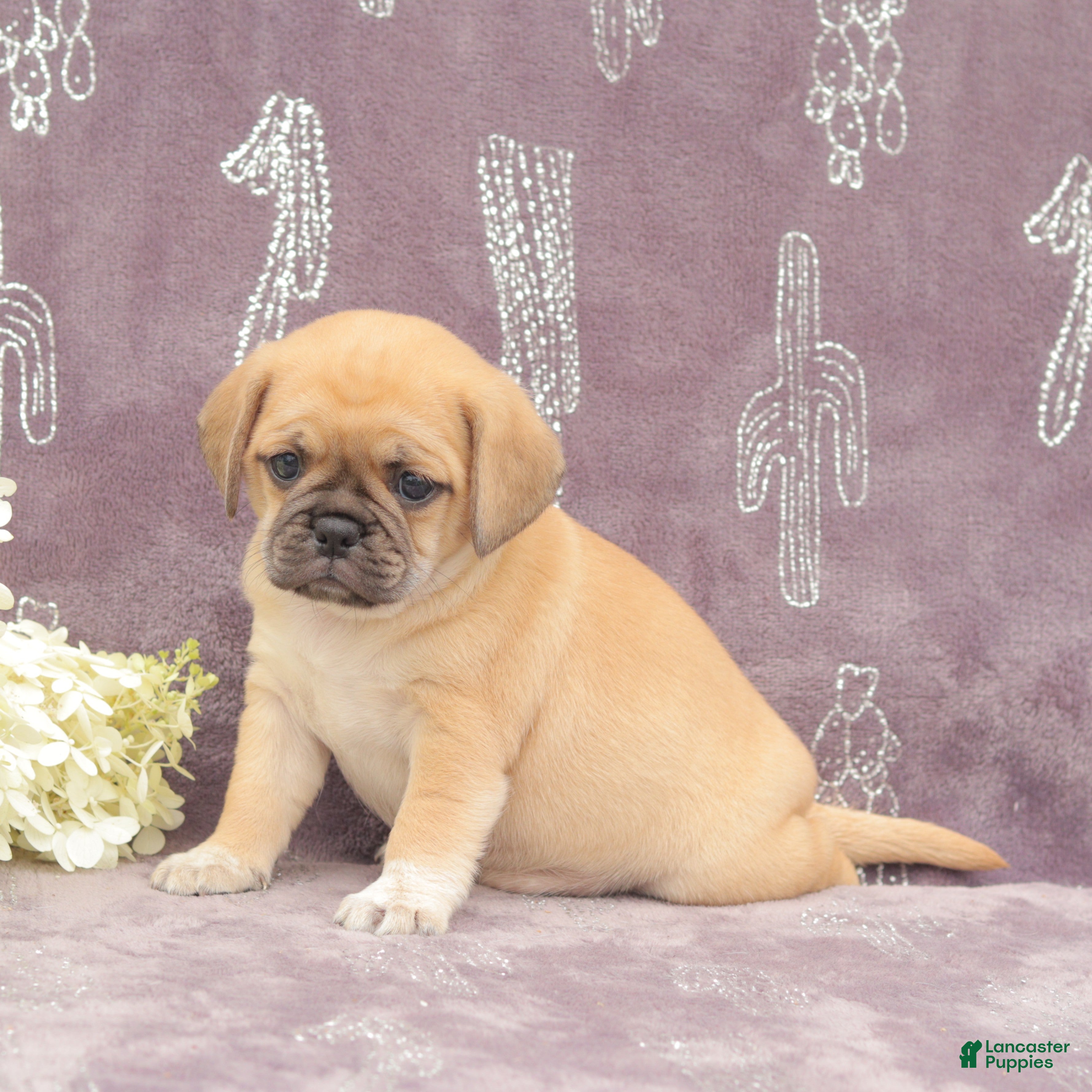 Puggle dogs Rita - Ad 2