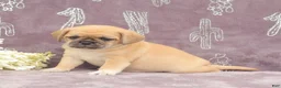 Puggle dogs for sale: Rita - Ad 2