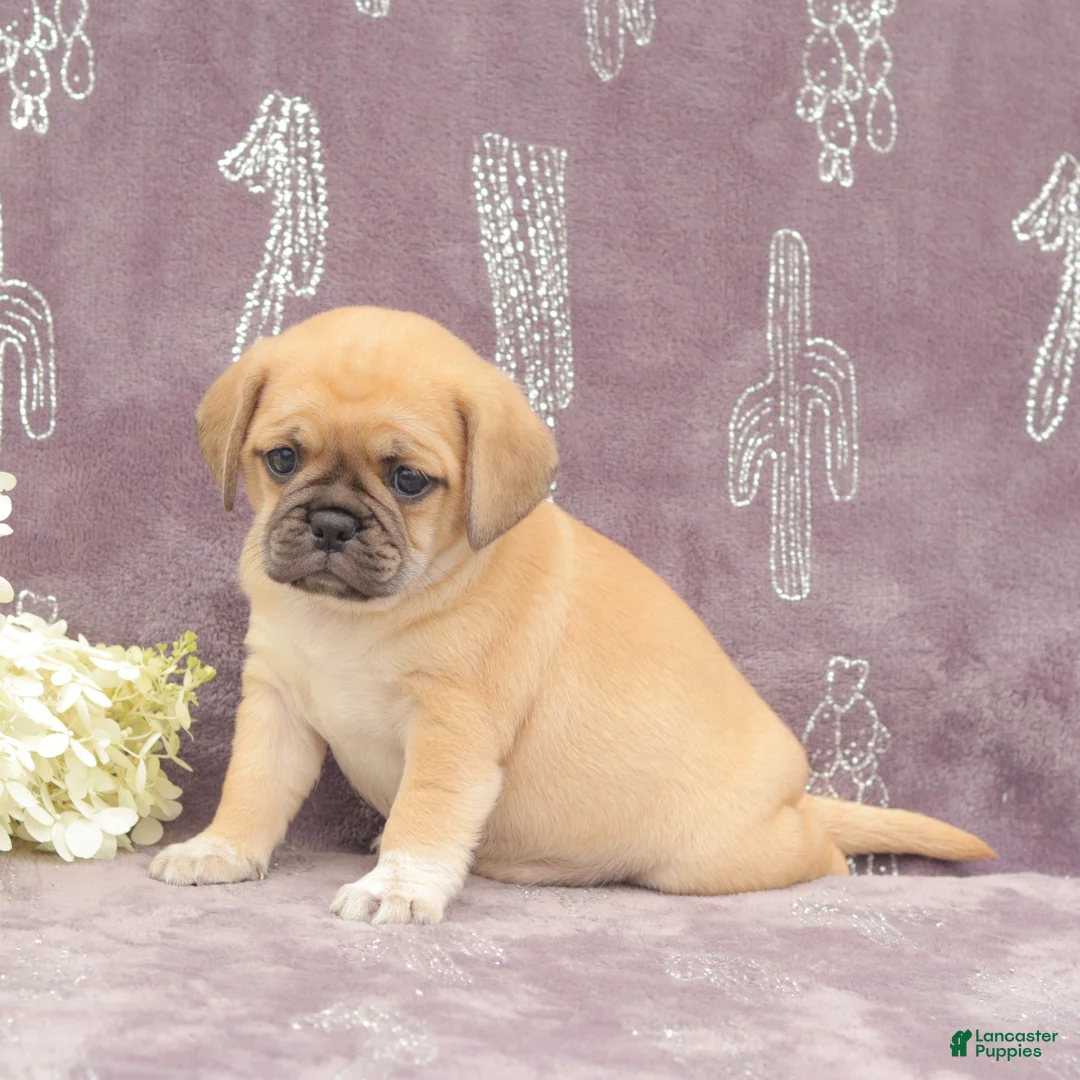 Puggle dogs for sale: Rita - Ad 2