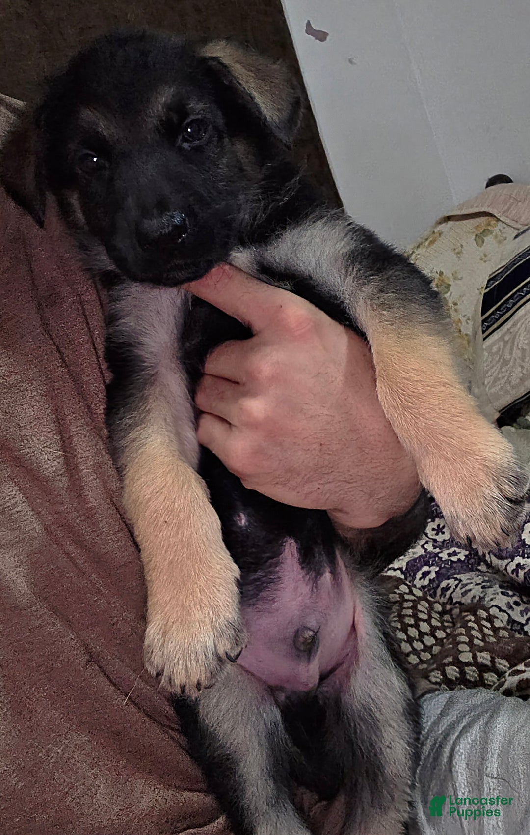 German Shepherd dogs for sale: Copper (9) - Ad 1