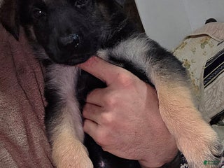 German Shepherd dogs Copper (9) - Ad 3