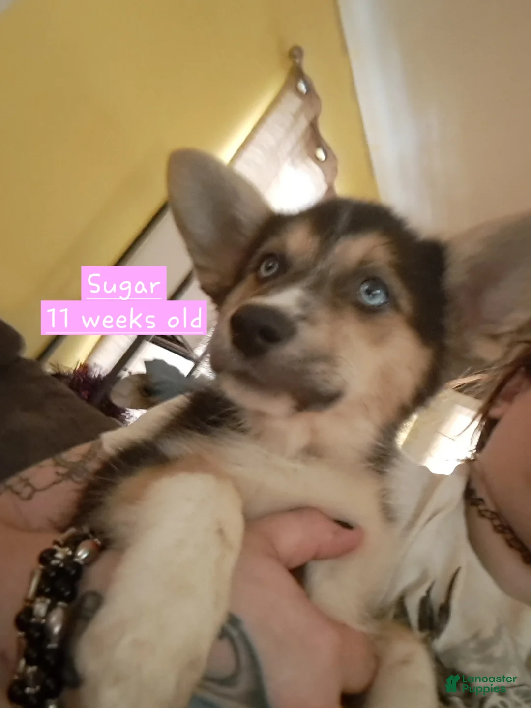 Mixed Breed dogs for sale: Sugar - Ad 1
