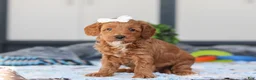 Mini Goldendoodle dogs for sale: Norma - Ad 5
