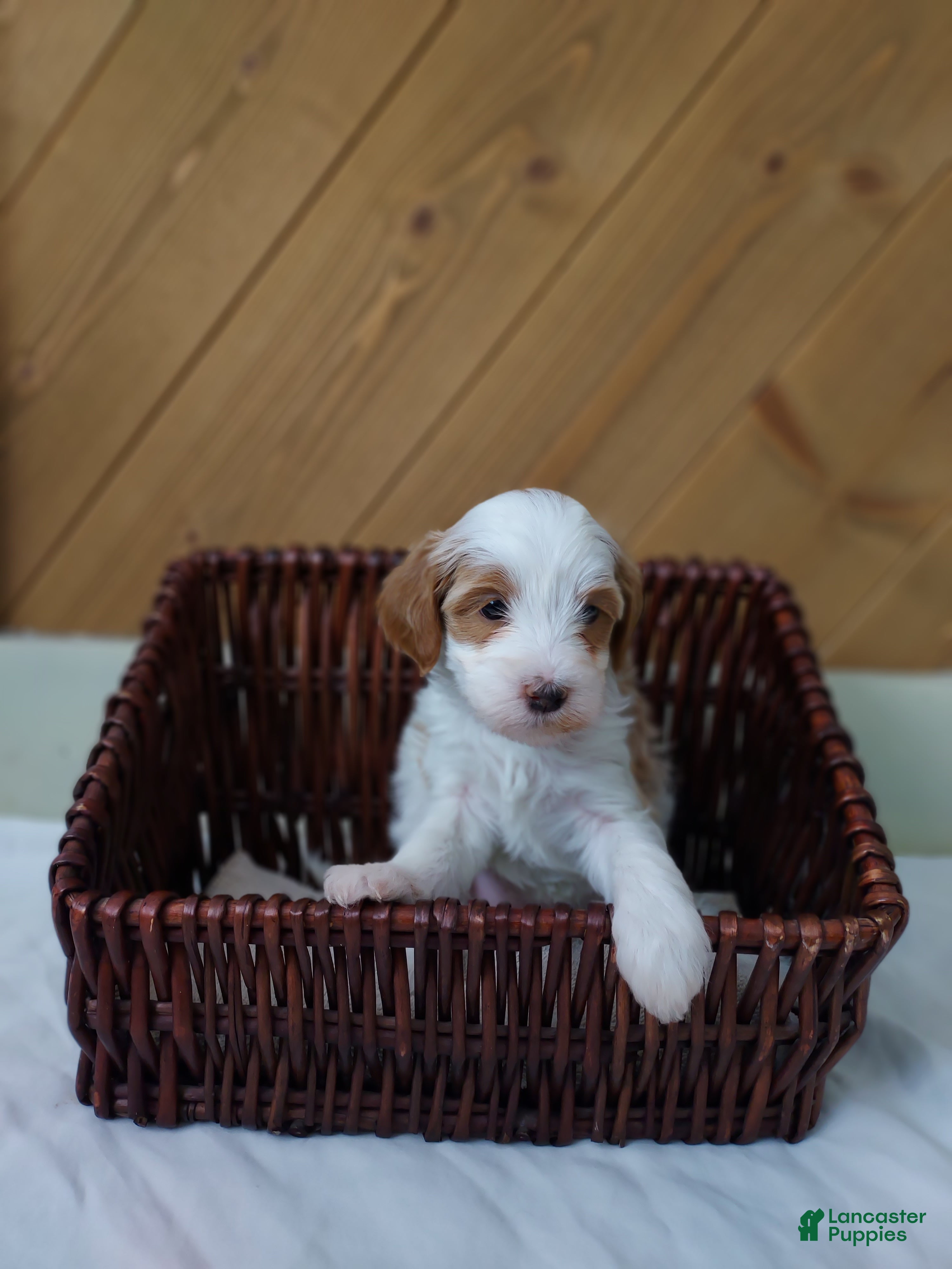 Cavapoo dogs Blossom - Ad 15