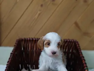 Cavapoo dogs Blossom - Ad 41