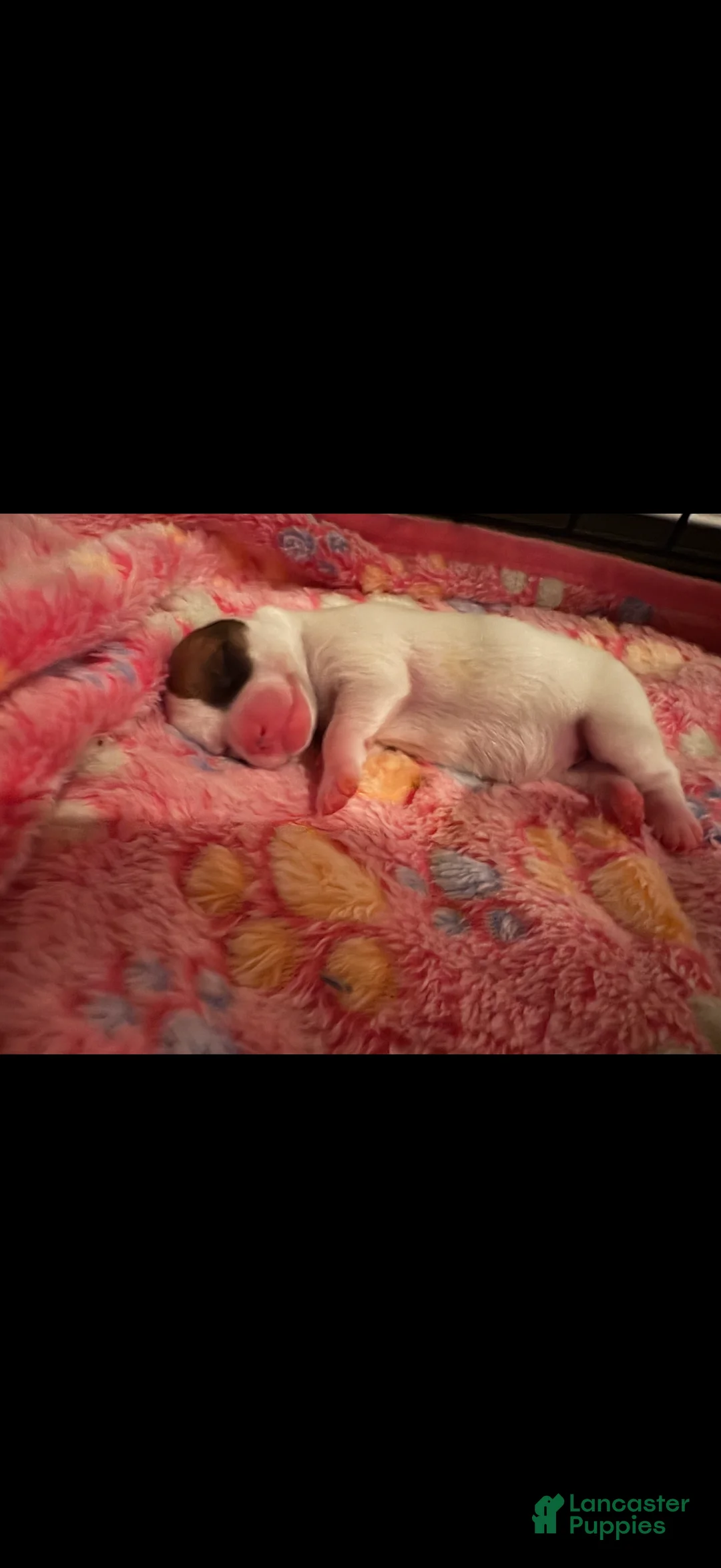 Chorkie dogs for sale: Cookie - Ad 2