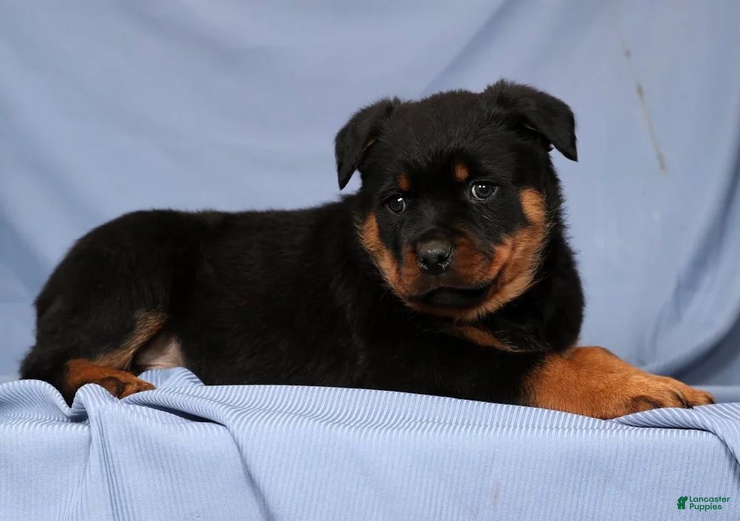 Rottweiler dogs for sale: Leo - Ad 4