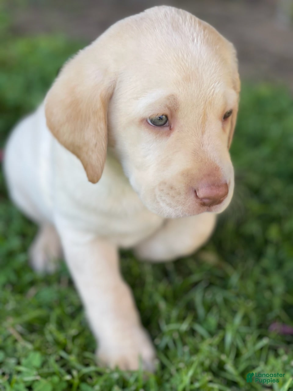 Labrador Retriever dogs Labrador Retriever Yellow Male 2 - Ad 1