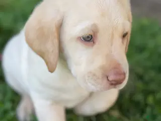 Labrador Retriever dogs for sale: Labrador Retriever Yellow Male 2 - Ad 1