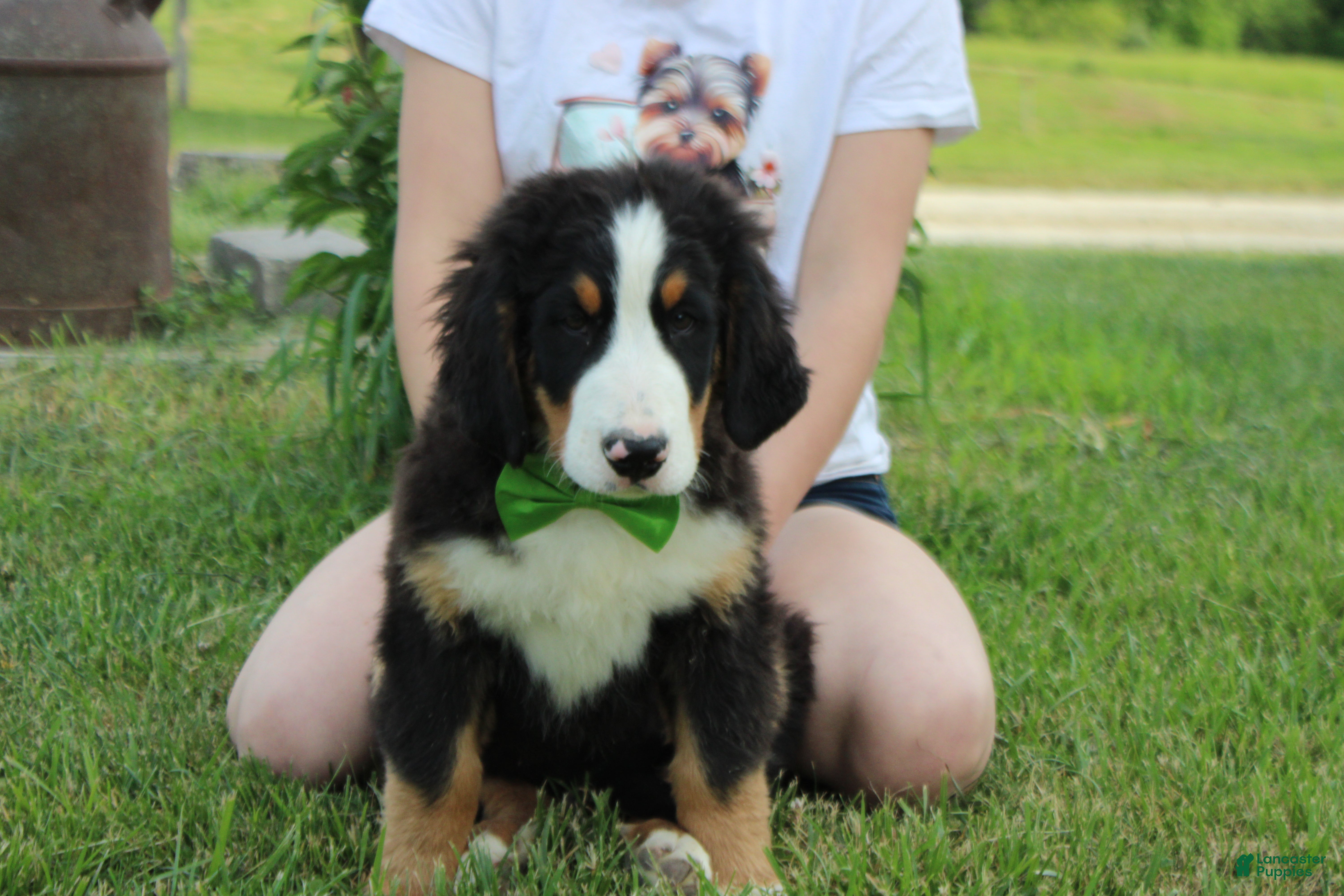 Bernese Mountain Dog dogs Moose  - Ad 23