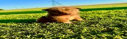 Miniature Australian Shepherd dogs for sale: Tiki - Ad 4