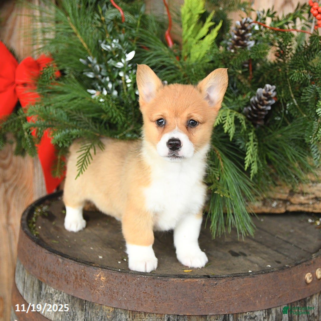 Welsh Corgi Pembroke dogs for sale: Aspen - Ad 1