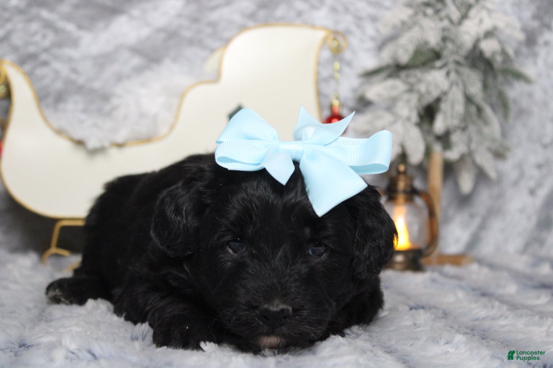 Aussiedoodle dogs for sale: Annika - Ad 4