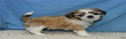 Shih Tzu dogs for sale: Asher - Ad 1