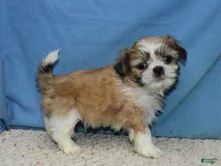 Shih Tzu dogs Asher - Ad 4