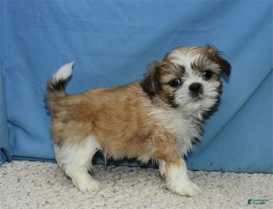 Shih Tzu dogs for sale: Asher - Ad 1