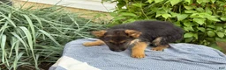 German Shepherd dogs for sale: Gabby - Ad 2