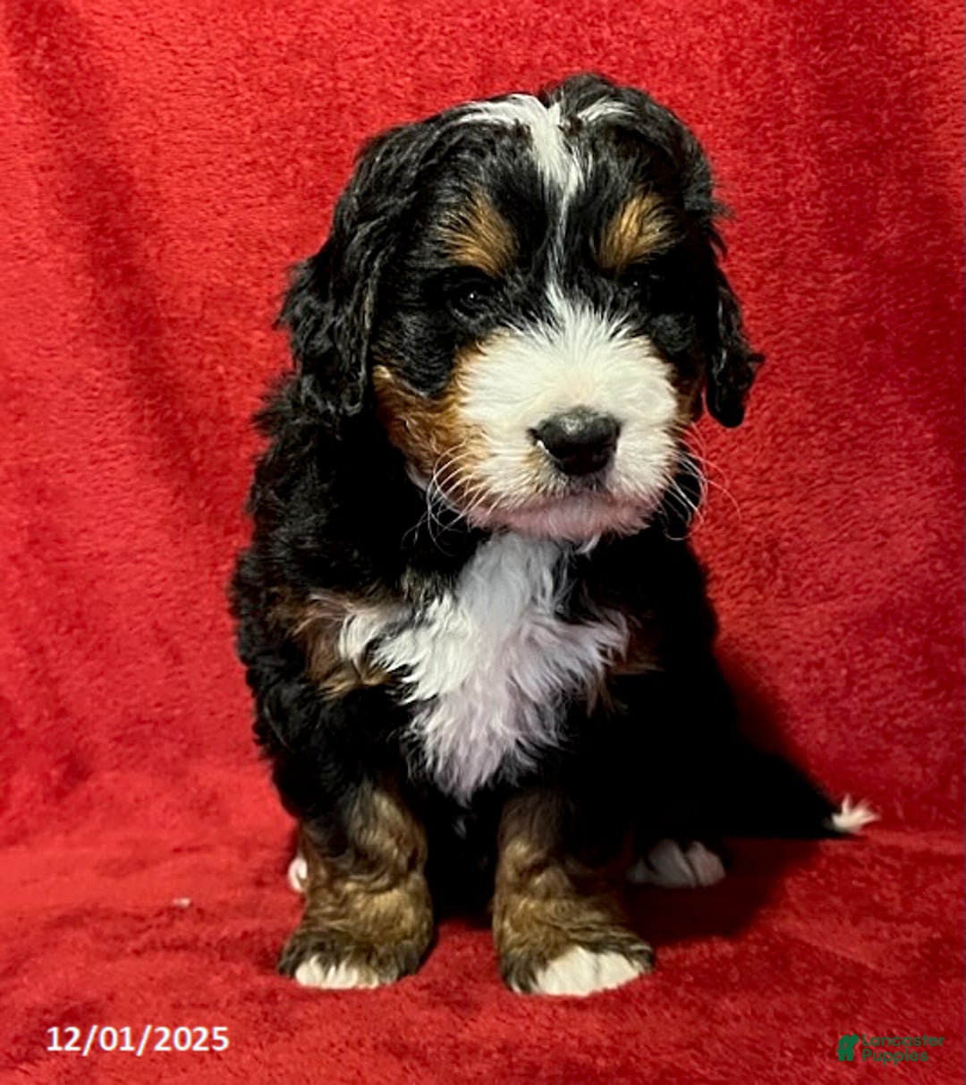 Mini Bernedoodle dogs for sale: Buster - Ad 1