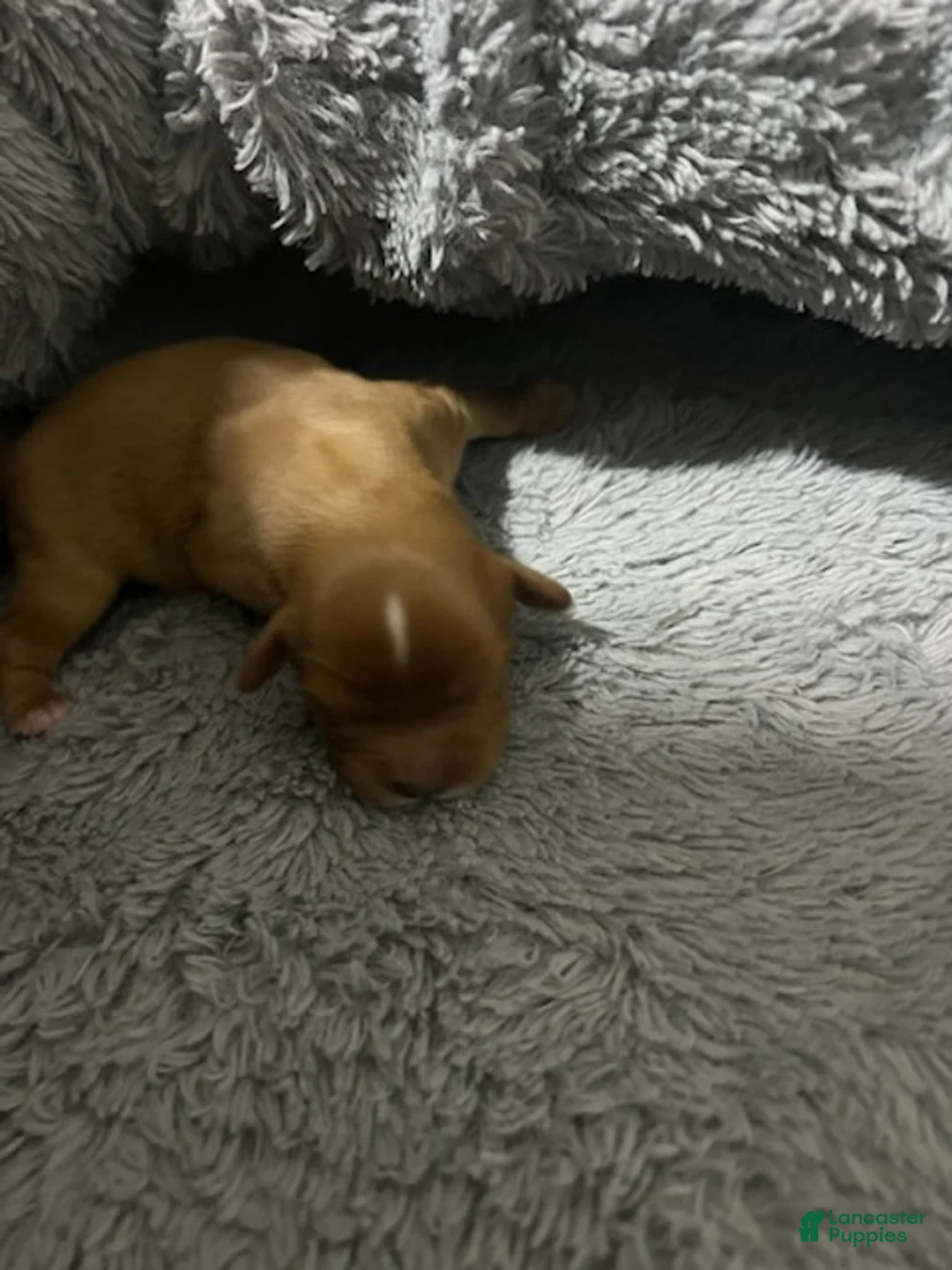 Cavalier King Charles Spaniel dogs for sale: Milo - Ad 9