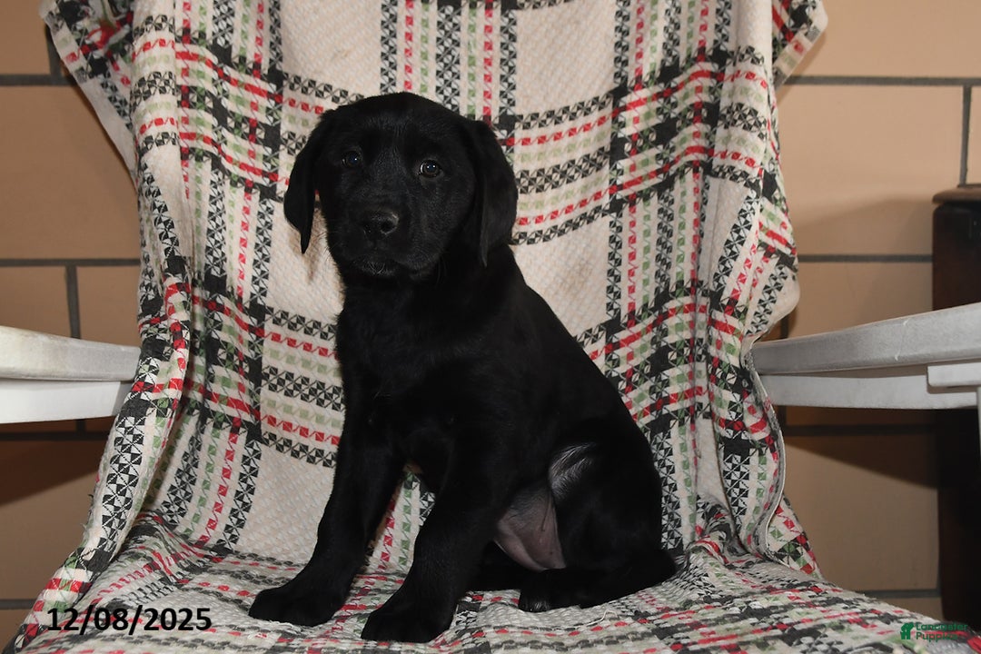 Labrador Retriever dogs for sale: Cocoa  - Ad 5