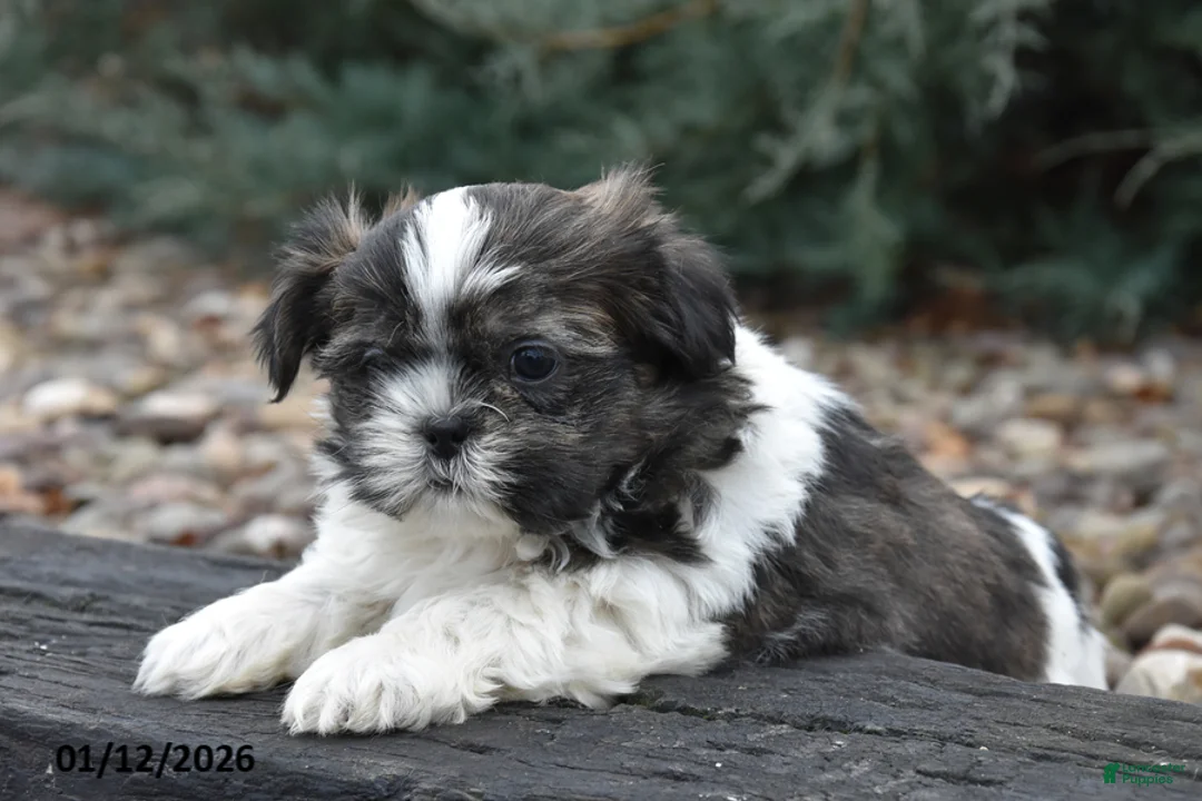 Shih Tzu dogs for sale: Justin - Ad 2