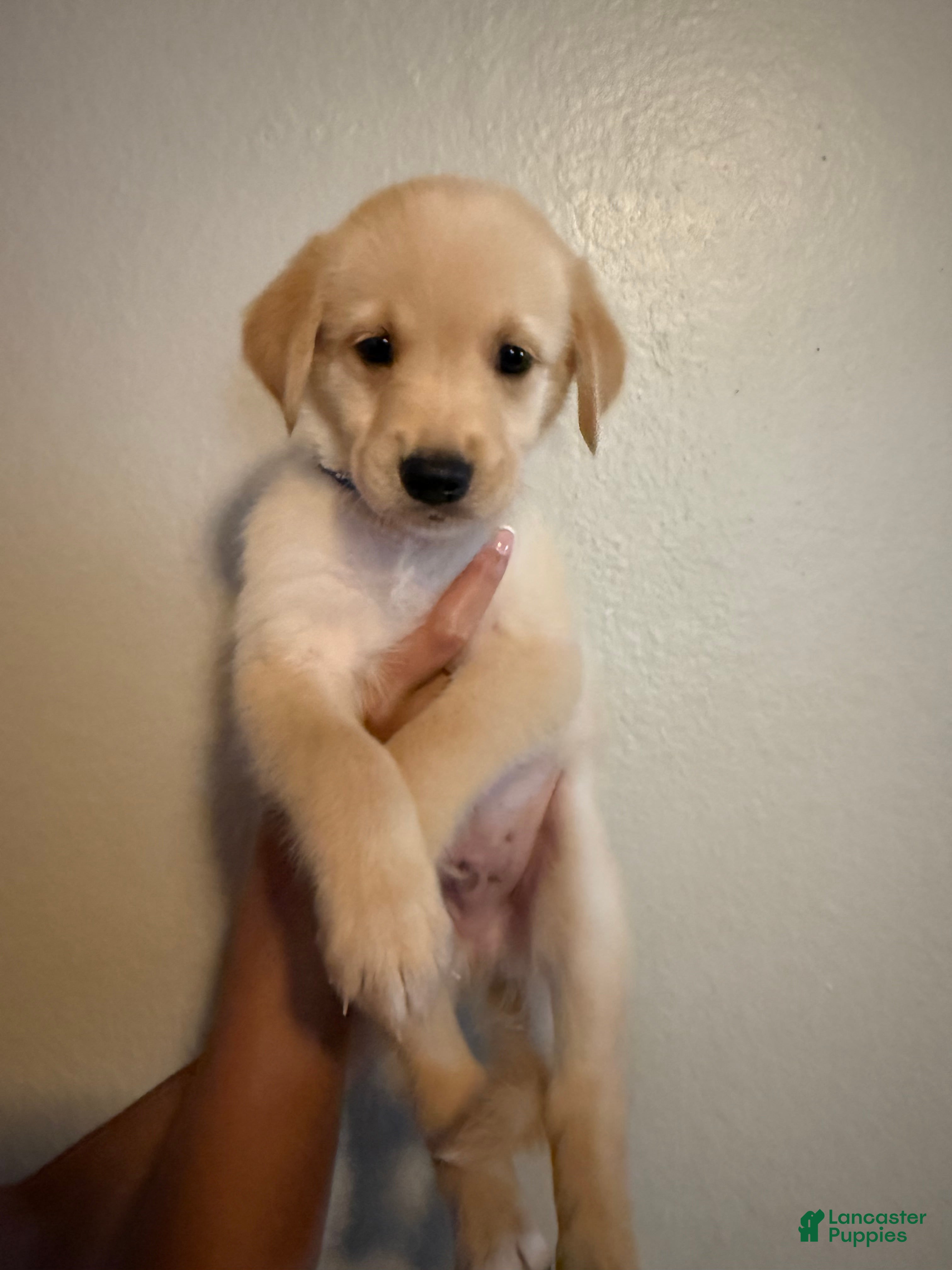 Mixed Breed dogs Slinky - Ad 33