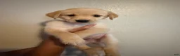 Mixed Breed dogs for sale: Slinky - Ad 1
