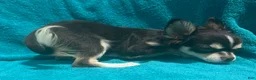 Chihuahua dogs for sale: Husky  - Ad 6