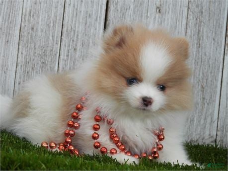 Pomeranian dogs Pomeranian 3 - Ad 30