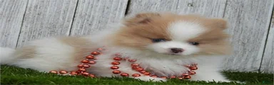 Pomeranian 3