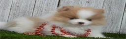Pomeranian dogs for sale: Pomeranian 3 - Ad 1