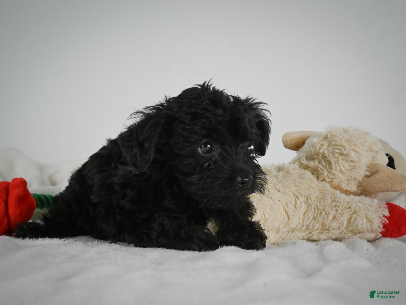 Yorkiepoo dogs Ammon - Ad 2