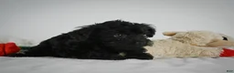 Yorkiepoo dogs for sale: Ammon - Ad 2