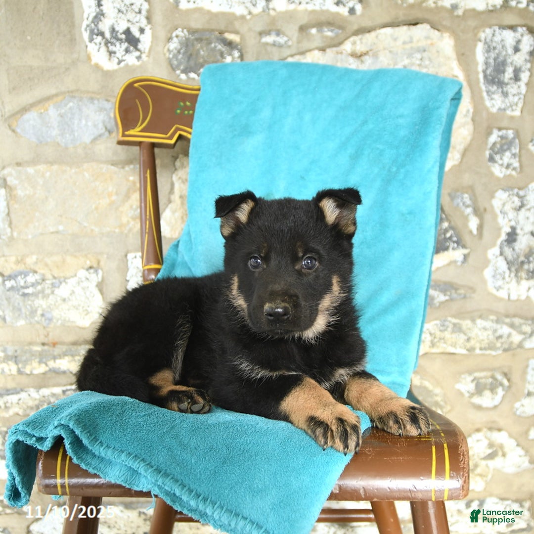 German Shepherd dogs for sale: Chloe - Ad 2