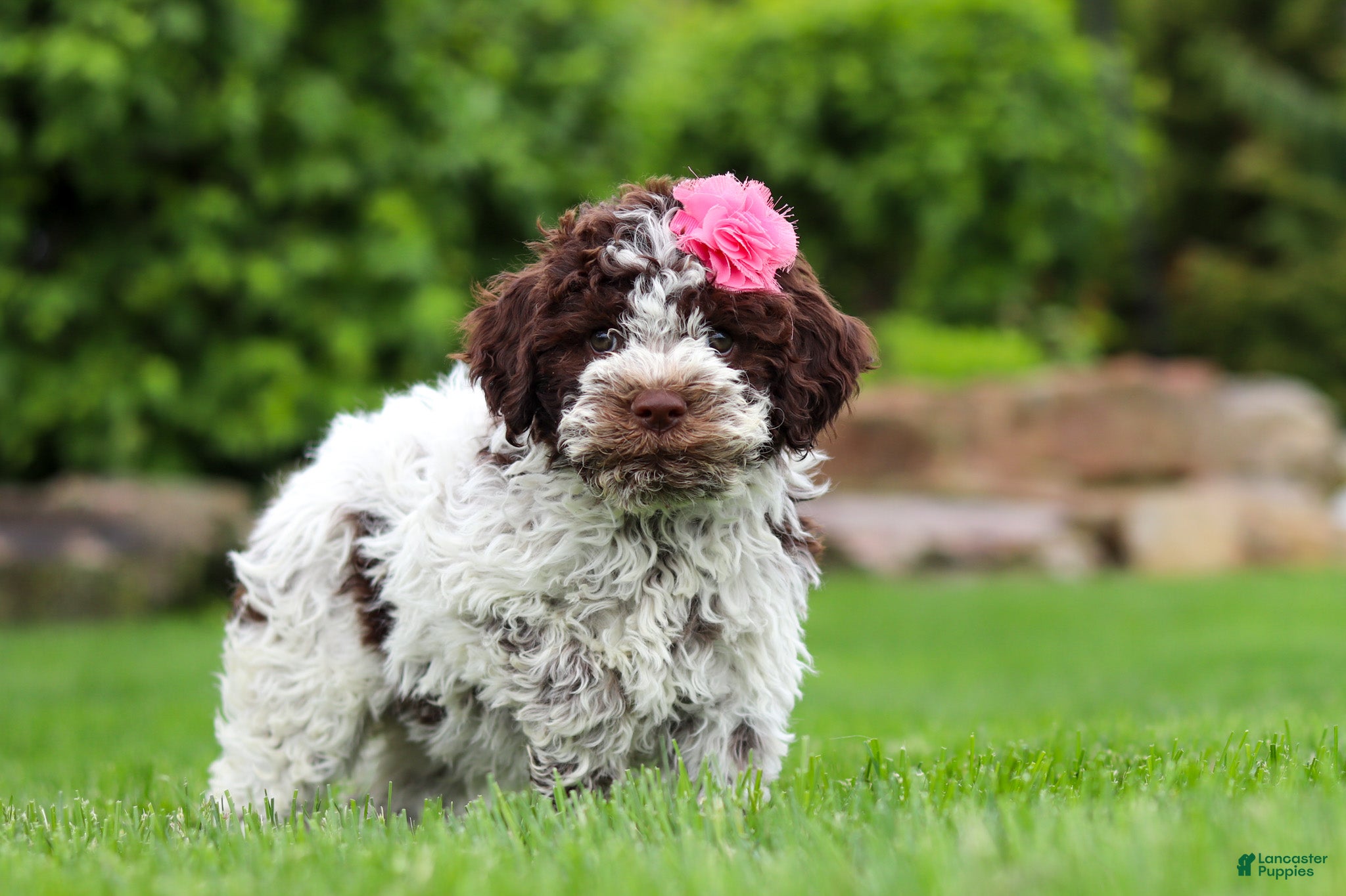 Lagotto Romagnolo dogs Penny - Ad 2